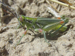 Hesperotettix viridis viridis