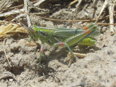 Hesperotettix viridis viridis