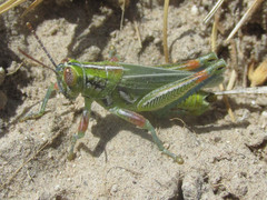 Hesperotettix viridis viridis