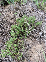 Sedum moranense