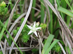 Sedum moranense