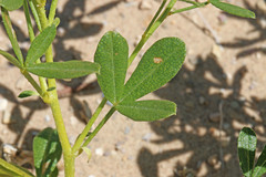 Ladeania lanceolata