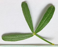Ladeania lanceolata