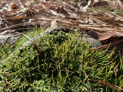 Phaeoceros carolinianus