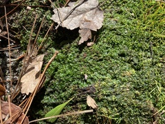 Phaeoceros carolinianus