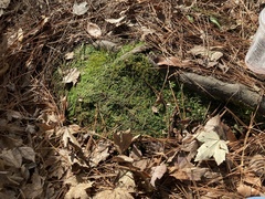 Phaeoceros carolinianus