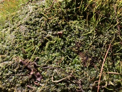 Phaeoceros carolinianus