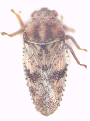 Mcateella interioris