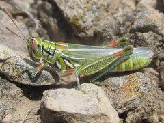 Hesperotettix viridis viridis