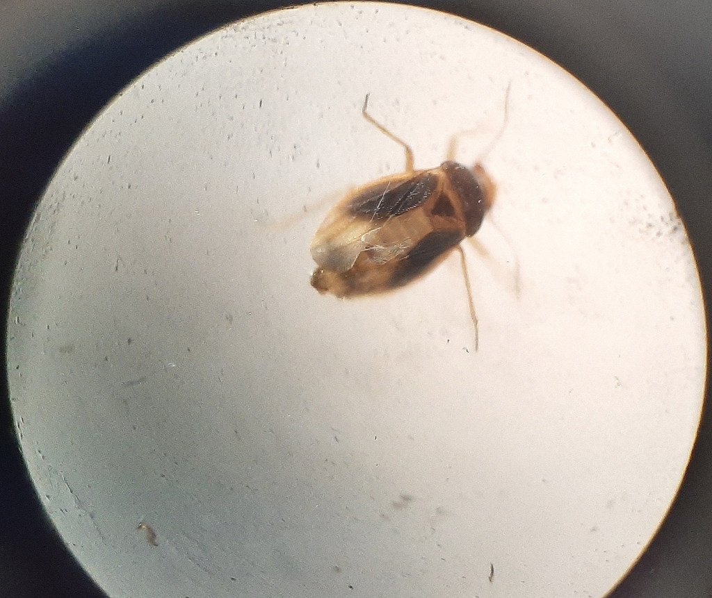 Nannocoris