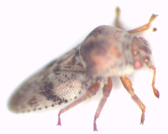 Mcateella interioris