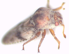 Mcateella interioris