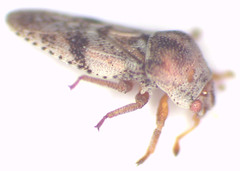 Mcateella interioris