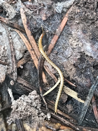 Common Schendyla photo 4