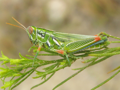 Hesperotettix viridis viridis