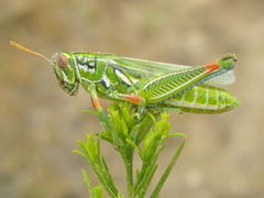 Hesperotettix viridis viridis