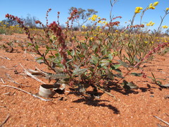 Haloragis odontocarpa