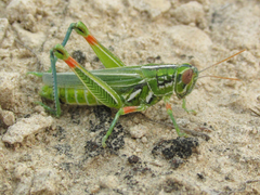 Hesperotettix viridis viridis