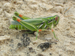 Hesperotettix viridis viridis