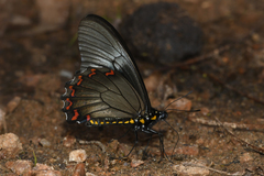 Battus polystictus polystictus