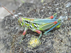 Hesperotettix viridis viridis