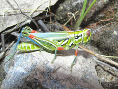 Hesperotettix viridis viridis