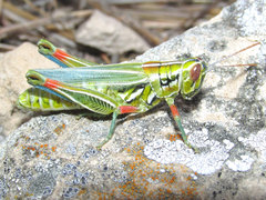 Hesperotettix viridis viridis