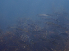 Trachurus