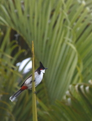 Pycnonotus jocosus image
