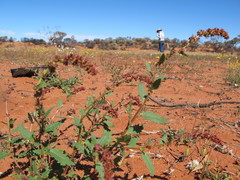 Haloragis odontocarpa