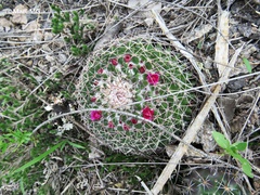 Mammillaria polythele