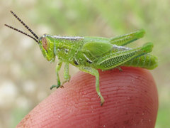 Hesperotettix viridis viridis