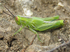 Hesperotettix viridis viridis