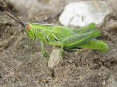 Hesperotettix viridis viridis