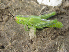 Hesperotettix viridis viridis