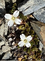 Epilobium margaretiae