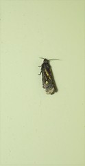 Cryptaspasma sordida