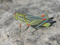 Hesperotettix viridis viridis