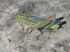 Hesperotettix viridis viridis