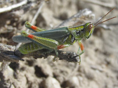Hesperotettix viridis viridis