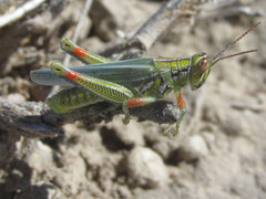 Hesperotettix viridis viridis