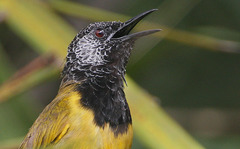 Oriole Warbler photo 3