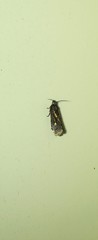 Cryptaspasma sordida