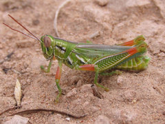 Hesperotettix viridis viridis