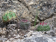Mammillaria polythele