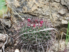 Mammillaria polythele