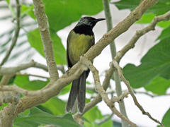 Oriole Warbler photo 4