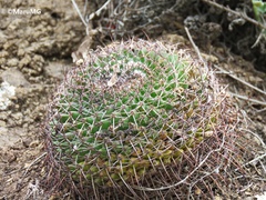 Mammillaria polythele