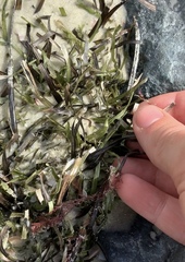 Zostera muelleri