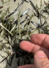 Zostera muelleri
